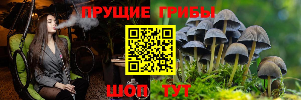 Галлюциногенные грибы Psilocybe Щёкино